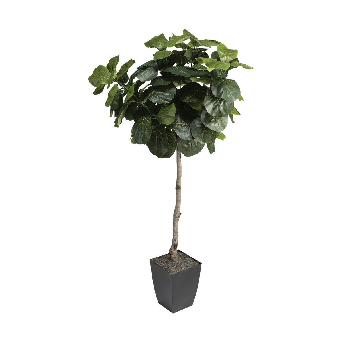 Picture of FIDDLE LEAF FIG TREE