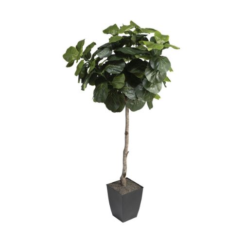 Picture of FIDDLE LEAF FIG TREE