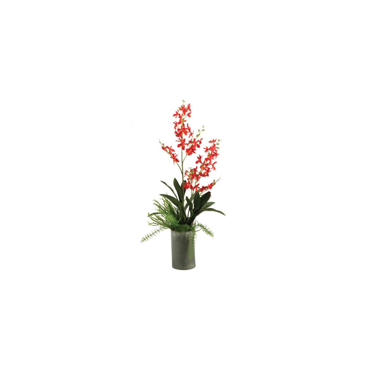 Picture of RED BABY ORCHIDS