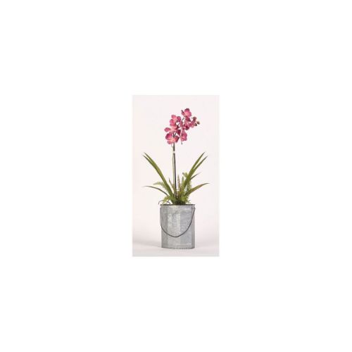 Picture of PINK ORCHID